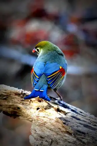 美丽漂亮的相思鸟(二)