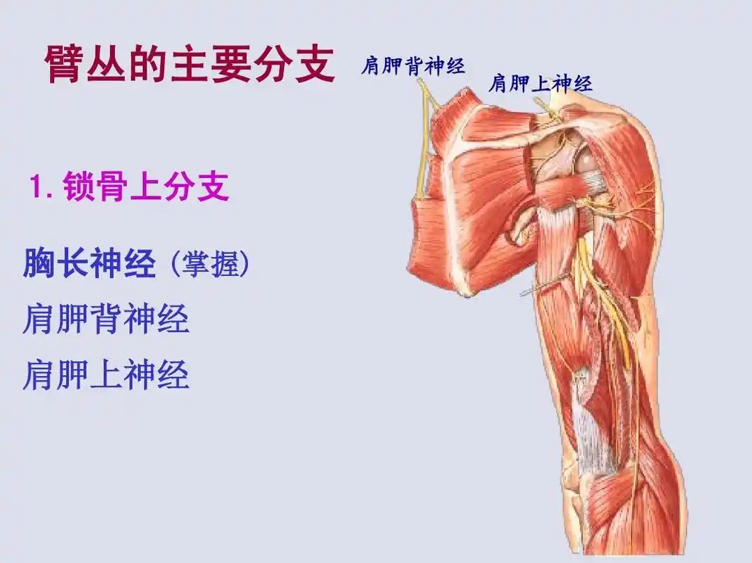 锁骨上分支 胸长神经 (掌握) 肩胛背神经 肩胛上神经 肩胛背神经 肩胛