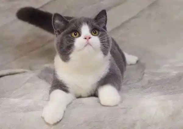 为什么越来越多人养"蓝白英短"?网友:养了就不想换猫了 - 蓝白英短价