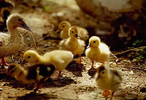 黄色鸭子图片_黄色鸭子图片大全_黄色鸭子图片下载