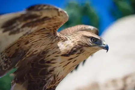 猎鹰鸟狩猎前.张开翅膀的鹰.鸟起飞.鸟对蓝天绿树.专门用来打猎的鸟.