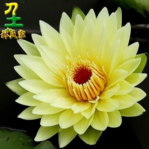 九品莲花新鲜香水莲花养生观赏食用泡茶礼佛特大10件起拍顺丰包邮