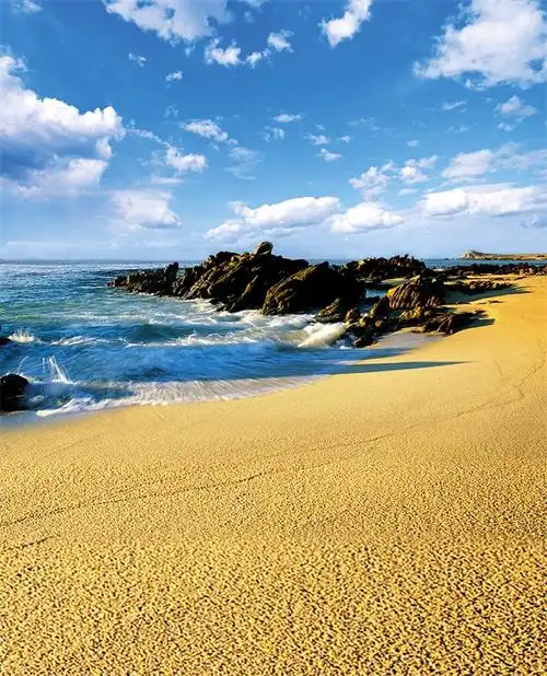 大海沙滩蓝天白云海边椰树风景主播拍视频段子直播背景布3d立体 851