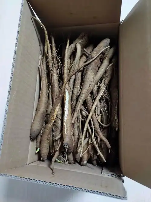 有仁堂大凉山甜当归整根农家现挖新鲜蔬菜粉糯土当归煲汤炖汤5斤新鲜