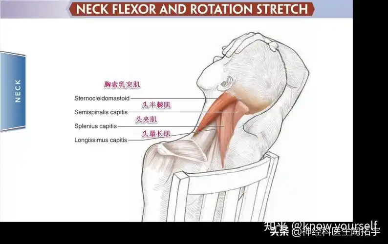 颈部拉伸可以缓解疲劳和疼痛