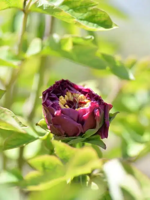 今天在北京见到的几朵牡丹