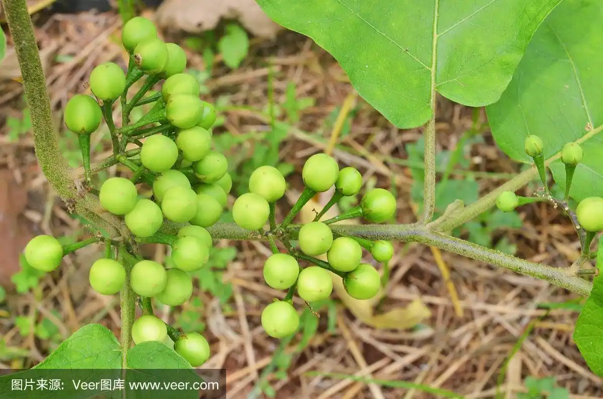 托鲁巴姆(土耳其莓)