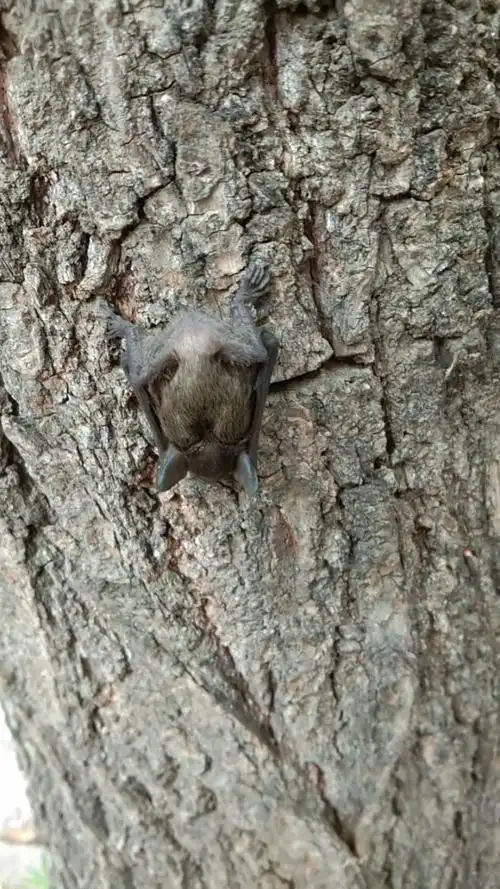 小蝙蝠宝宝,倒挂在树上睡得好香啊