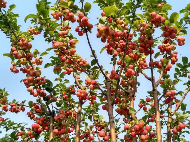 花果皆美的西府海棠