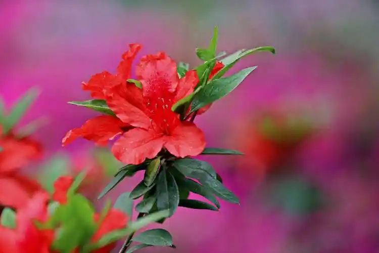 【美文】山花烂漫_杜鹃花_樱子_银花