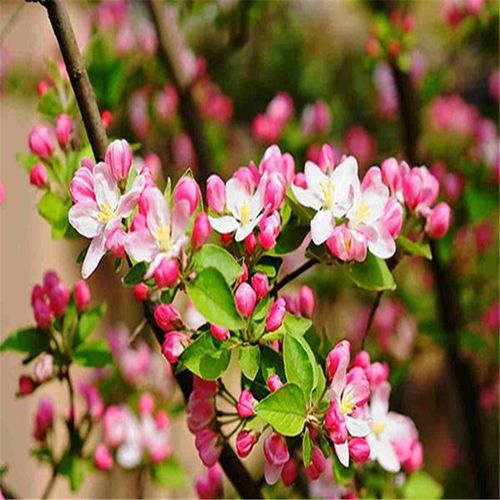 高杆垂丝海棠树苗北美海棠树苗 西府海棠树苗花苗盆景海棠冬红果盆栽