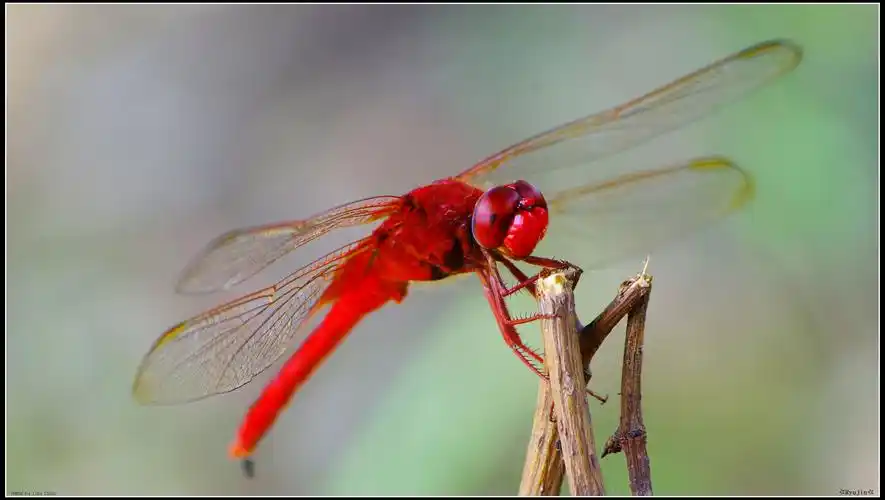 宾得553.红蜻蜓高感拍摄测试