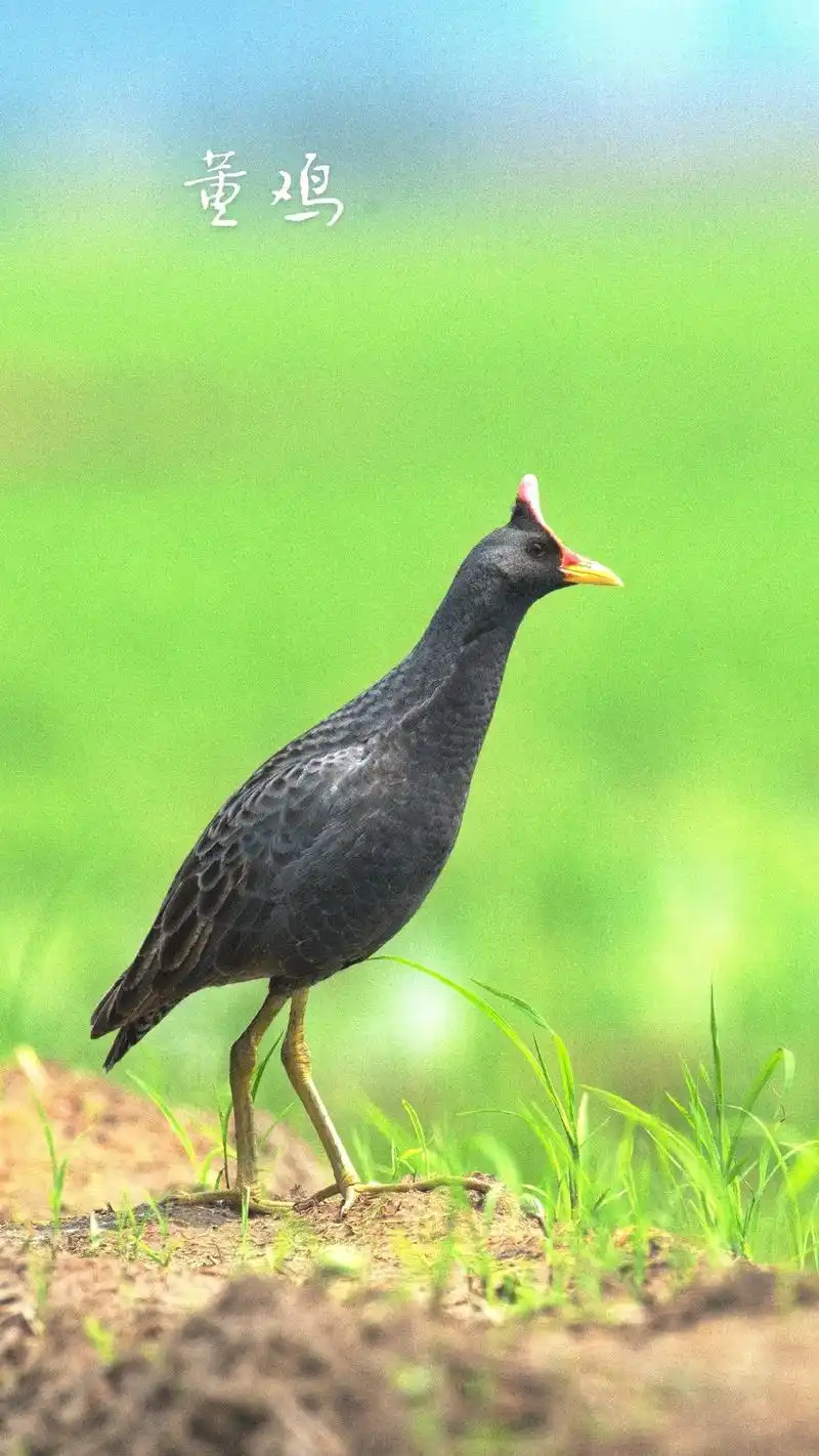 长白山野生鸟类之47～董鸡 #长白山鸟类摄影  - 抖音