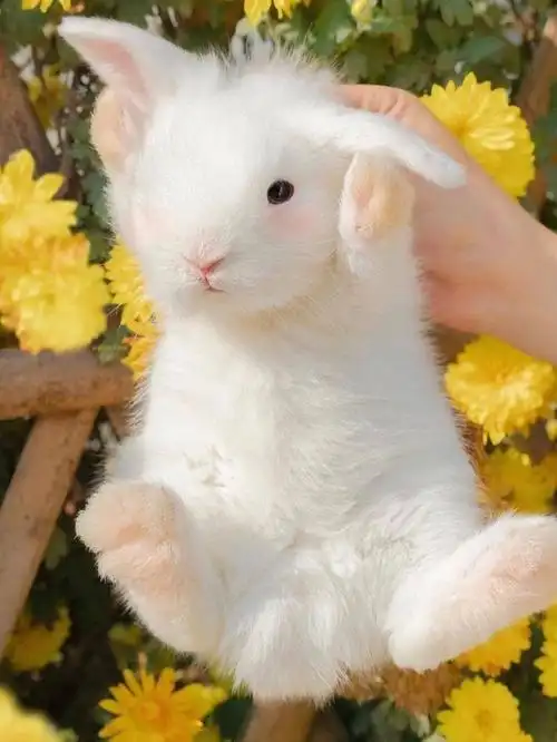 魔镜魔镜谁是世界上最可爱的小兔子