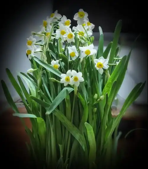 水仙花开时,又是一年春. - 美篇