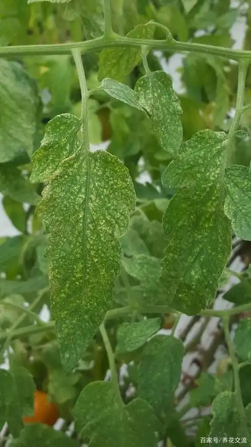 预防和治疗红蜘蛛的用药指南,避免虫害滋生也有好方法