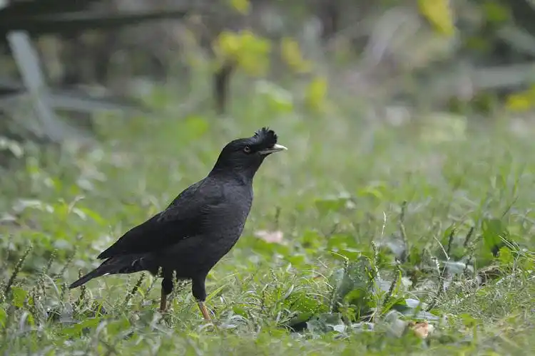 全身黑色鸟,头上有几条毛黑色的 有光亮时有少少绿色 是什么鸟