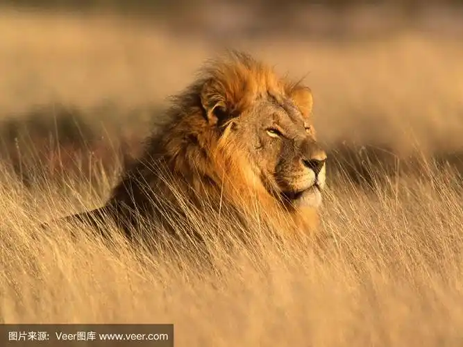 草原上的狮子