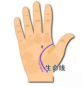 7,生命线末端分叉,两条支线紊乱表示这种人可以健康长寿,始终保持对