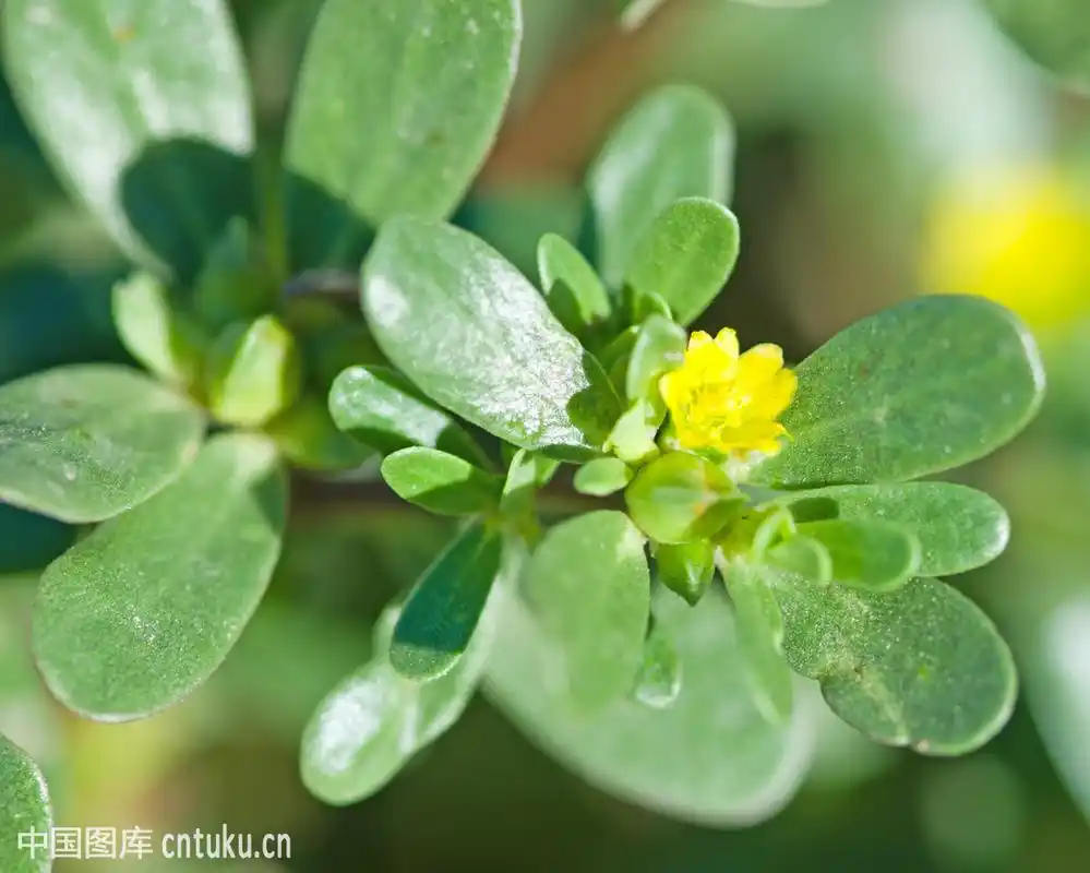 别看它是一种野菜,它也是可以开花的呢,黄色的小花,也很好看.