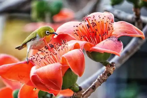 木棉花开,花鸟图(二)