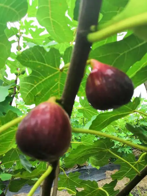 无花果自家农场种的土耳其波姬红优质品种,产品原生态自然熟无公害!