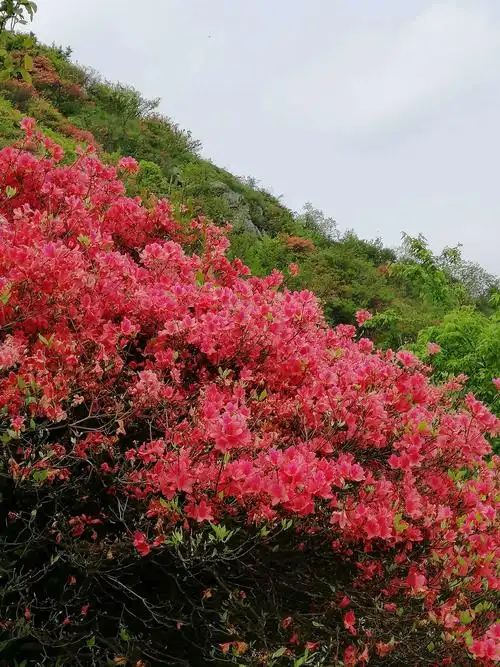 家乡黄山的映山红