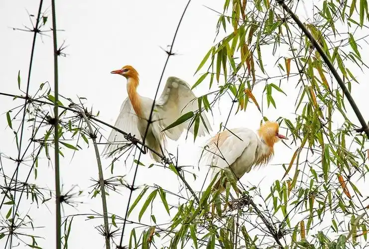 重庆忠县:花果同树引来"百鸟朝凤"