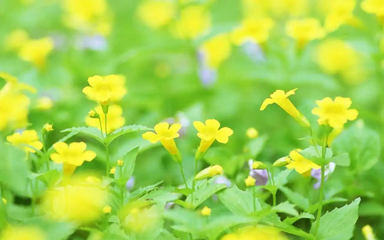 唯美迷人的花海风景图片高清壁纸