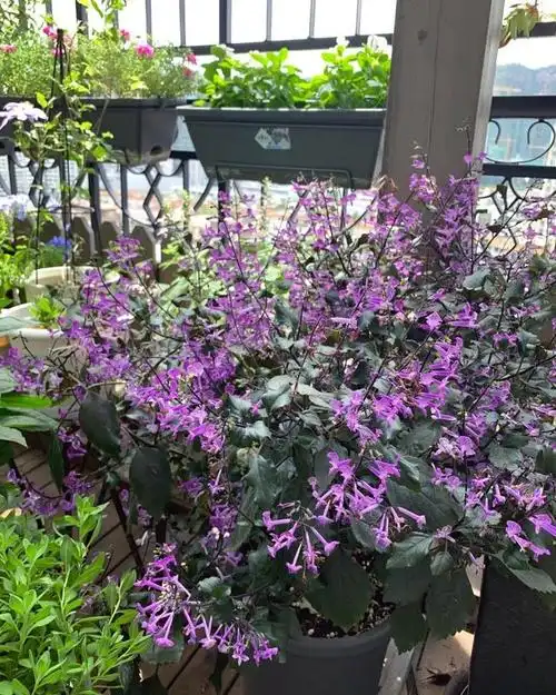 阳台盆栽新宠—艾氏香茶菜,花朵又美又香,能开一整年,还很好养