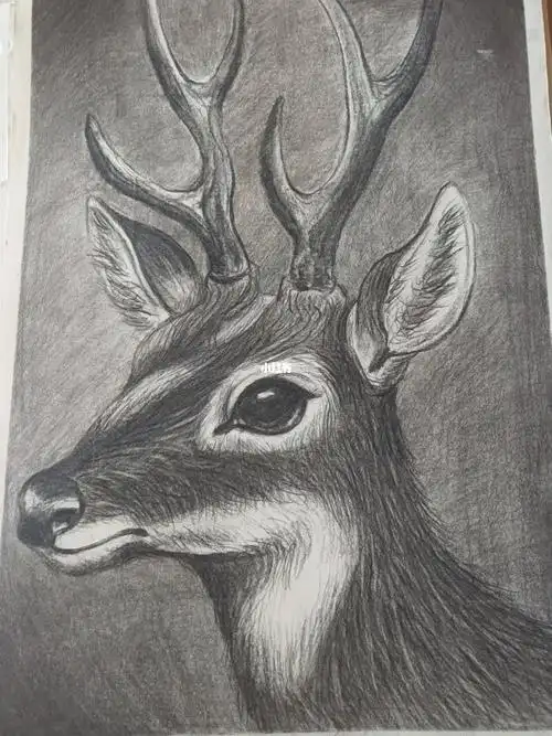 素描|鹿