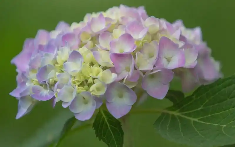 五彩绣球花唯美高清桌面壁纸