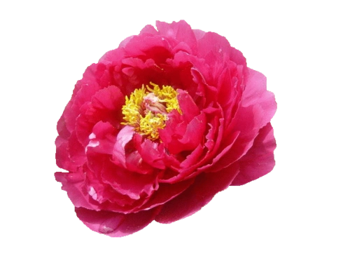 【转载】【免抠透明素材:牡丹花2(20)个】(编辑/天马行空)