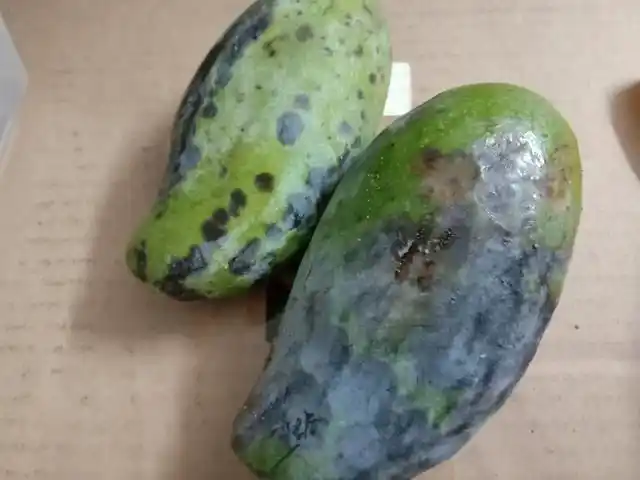 不知道为什么,我的青芒果又坏了