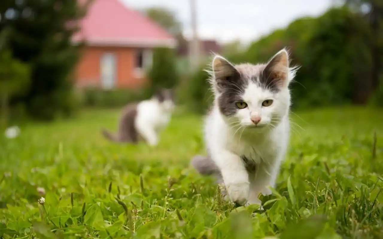 可爱软萌的猫咪高清图片桌面壁纸