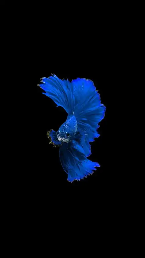 图片壁纸_蓝色背景图-上犹电脑信息网