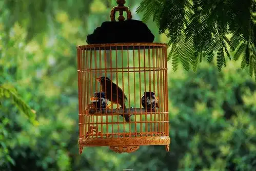 笼中鸟 摄影 青龙居士