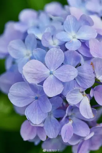 绣球花 - 堆糖,美图壁纸兴趣社区