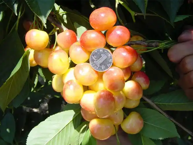 大樱桃种类大全,你吃过哪种?哪种最甜?