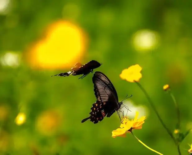 关于春天蝴蝶飞舞的诗句(关于蝴蝶的古诗词有哪些)