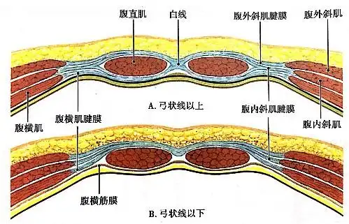 为什么练不出腹肌,腹肌你真正了解吗?