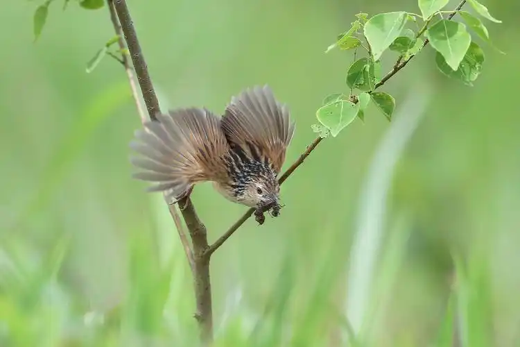 百鸟朝凤 摄影者 袁滨