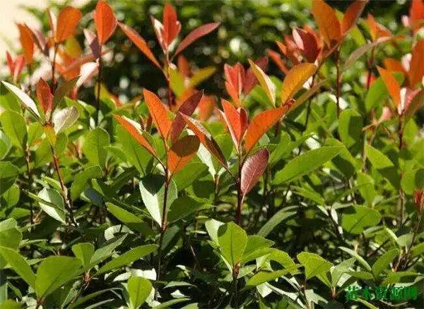 灌木植物种类图片有哪些 什么是灌木