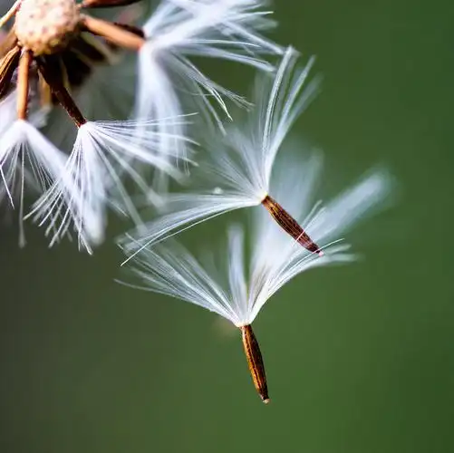 《蒲公英》 - eput摄影