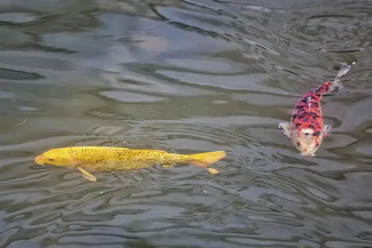 夏日观鱼———活水公园鱼塘景观鱼实拍