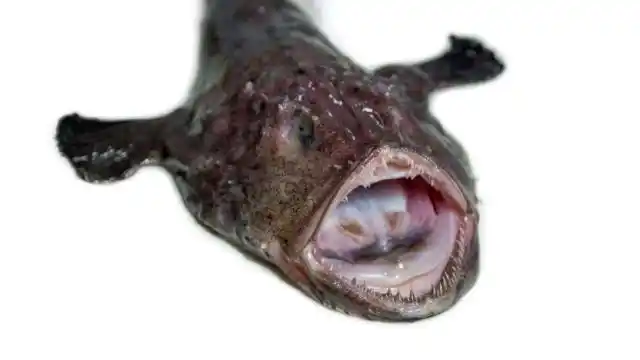 这种鱼被称为"魔鬼鱼",人们居然说丑丑的真好吃?
