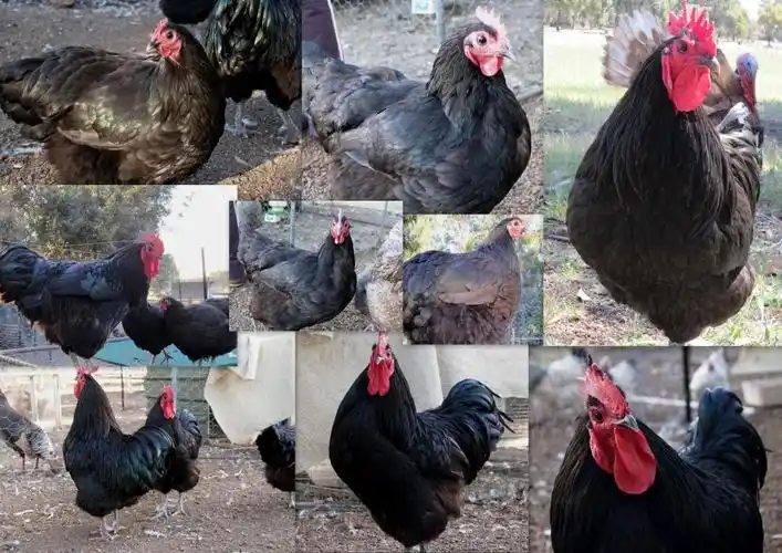 澳洲黑鸡