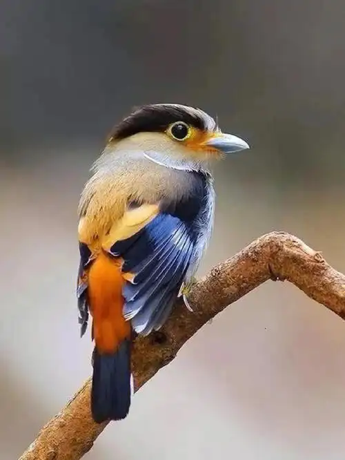 小鸟绘画素材分享银胸丝冠鸟