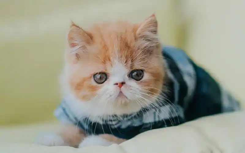 超可爱软萌的小猫咪电脑壁纸