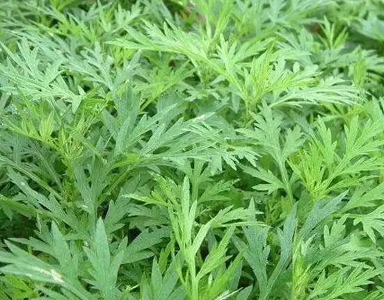 茵陈具有很好的清热止痒,爽身,用适量的茵陈煎汤,后兑入澡水中洗浴,可